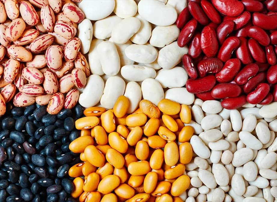 Pinto, white, red kidney, black and yellow beans side by side, the dry beans Criollos Foods packs